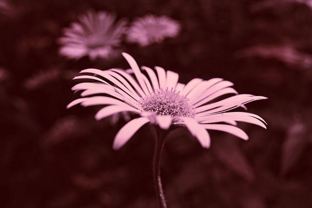 芭蕉叶豹的祸根 花 Doronicum Plantagineum - 上的免费照片