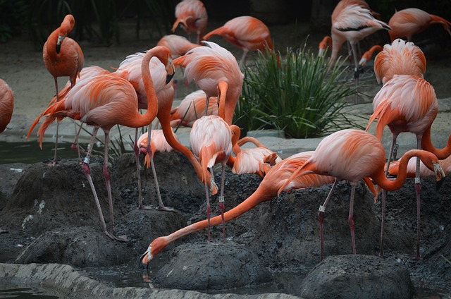 圣地亚哥动物园 火烈鸟 粉色的 - 上的免费照片