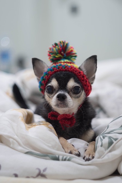 狗 Chihuahua 一个 - 上的免费照片