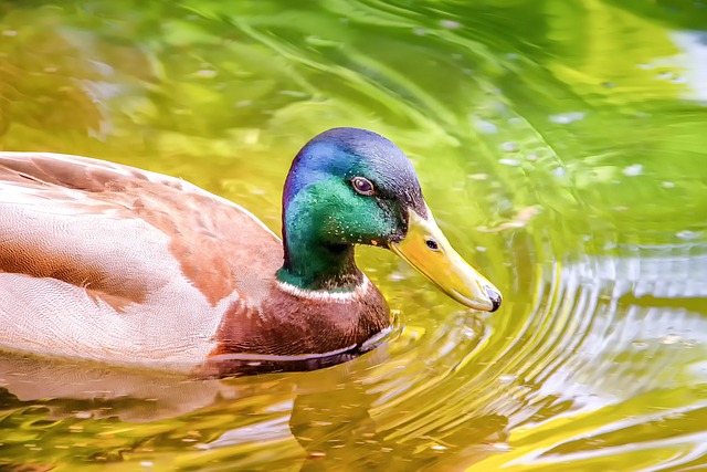 动物 自然 鸭 - 上的免费照片