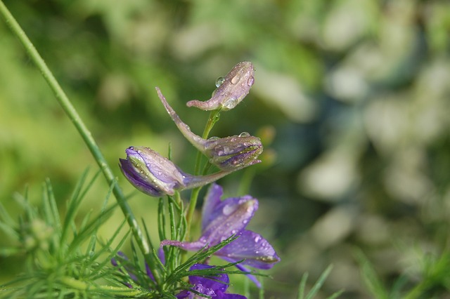 芽 露 开花 - 上的免费照片