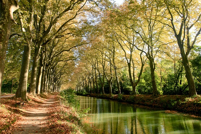 Canaldumidi 图卢兹 树木 - 上的免费照片