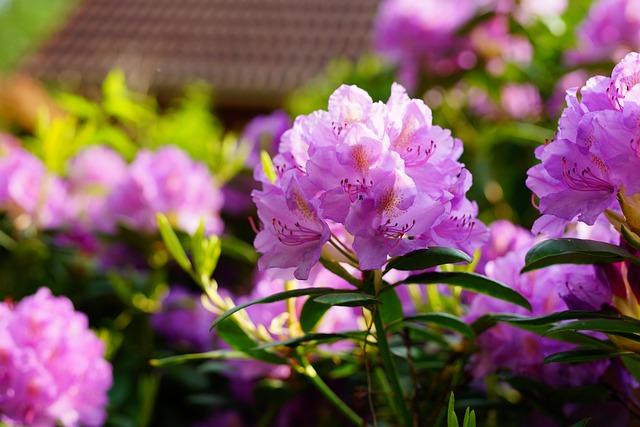 杜鹃 开花 紫色的 - 上的免费照片