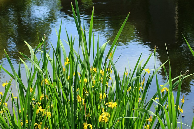 菖蒲黄色 在水面上 黄色的花 - 上的免费照片