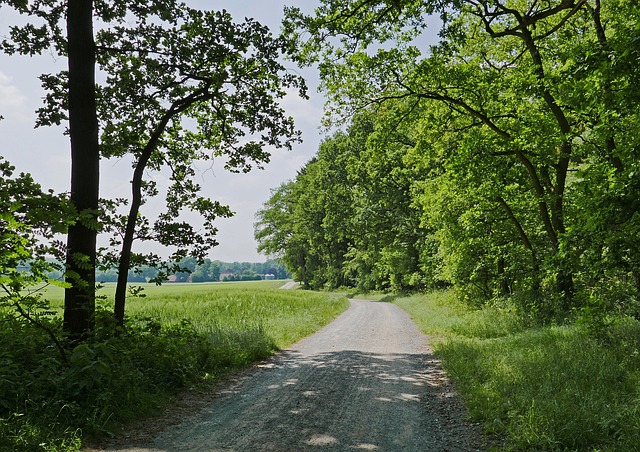 Münsterland Parklandschaft 森林 - 上的免费照片