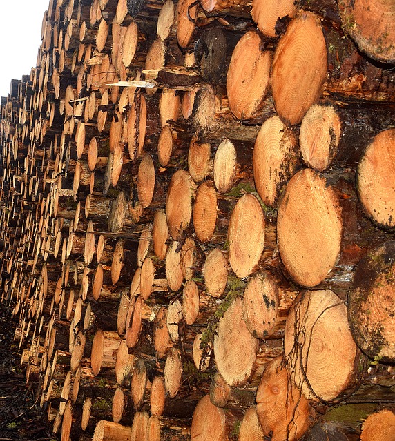 木材 树 锯木厂 - 上的免费照片