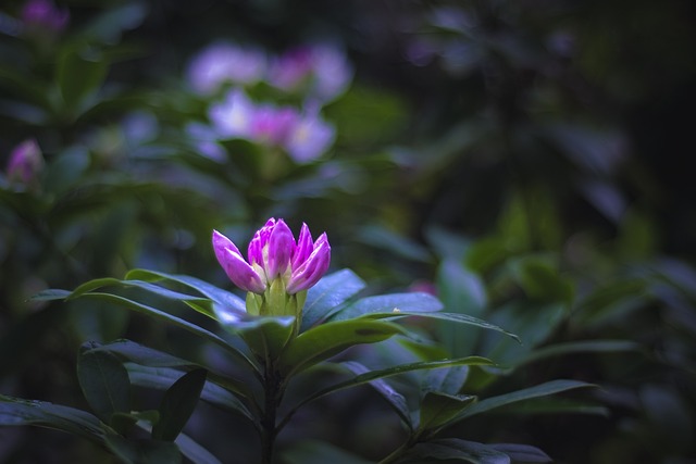 花 黑暗 明暗对比 - 上的免费照片