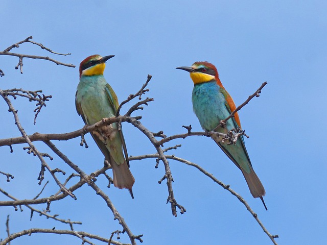 食蜂鸟 Abellerol Merops Apiaster - 上的免费照片