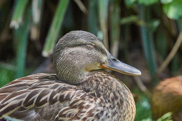鸭 女性 水鸟 - 上的免费照片