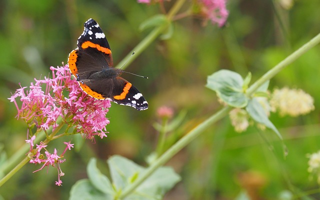 自然 昆虫 蝴蝶 - 上的免费照片