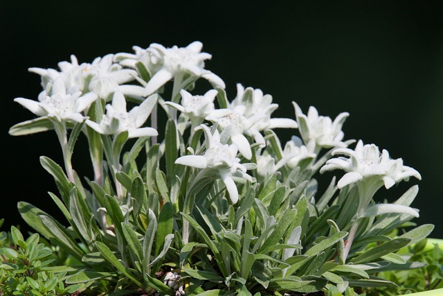 雪绒花 阿尔卑斯山 高山花 - 上的免费照片
