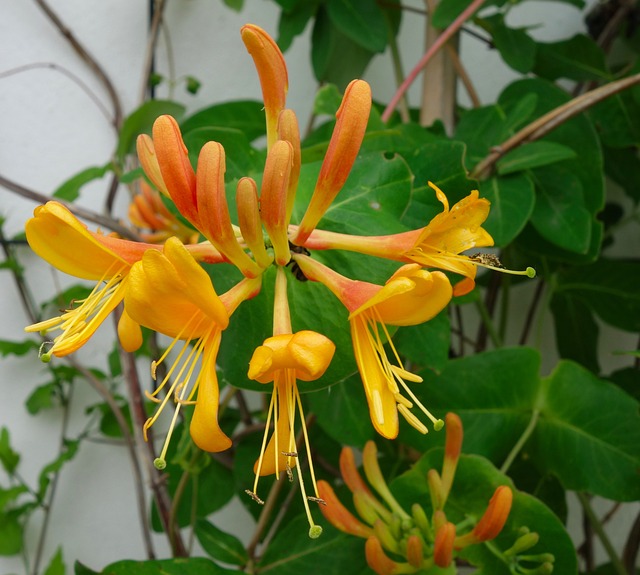 金银花 Honeysuckle 登山者植物 - 上的免费照片