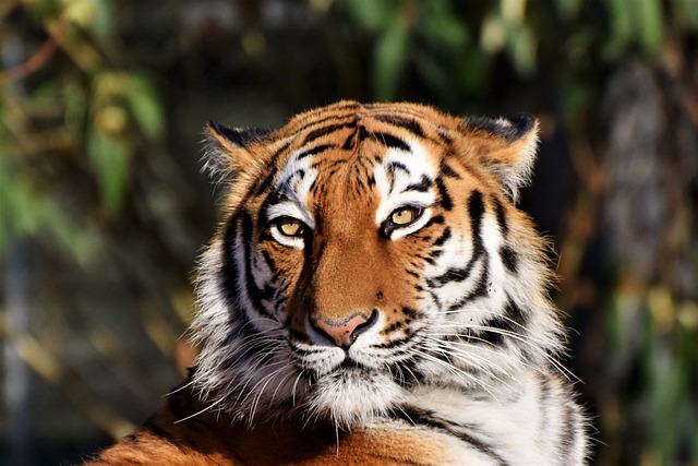 老虎 动物 西伯利亚虎 - 上的免费照片