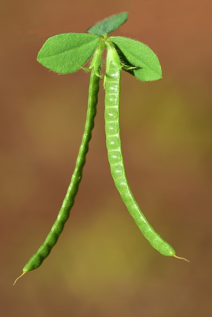 Coronilla瓦伦蒂娜 Coronilla 杂草 - 上的免费照片