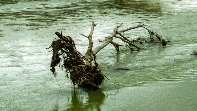 河 树干 木头 - 上的免费照片