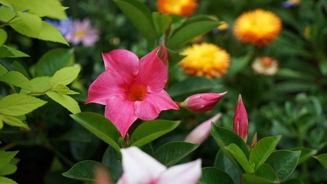 春天的花朵 藤 纳尔逊湾度假别墅 - 上的免费照片