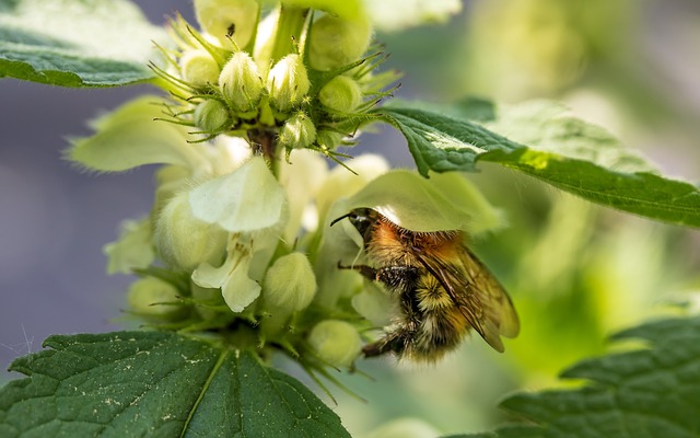 熊蜂 大黄蜂花园 熊蜂Hortorum - 上的免费照片