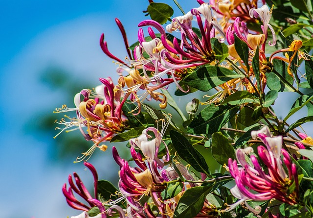 Honeysuckle 花 春天 - 上的免费照片