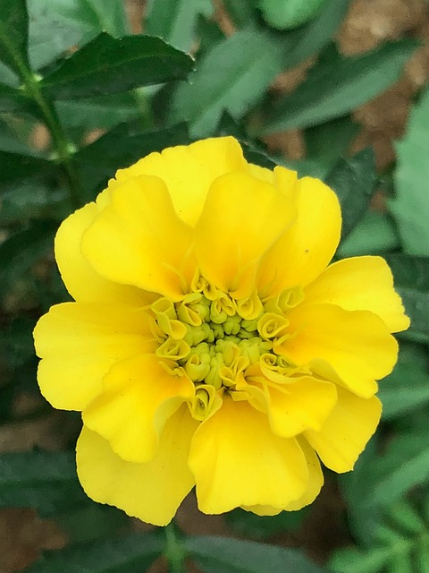 萬壽菊 野生 植物 - 上的免费照片