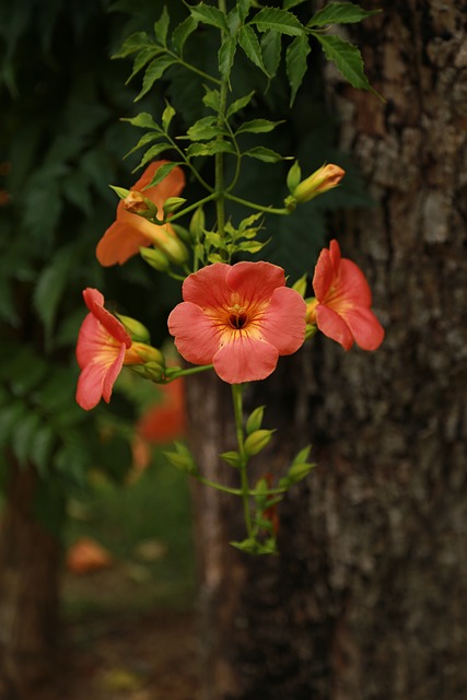 Campsis 蓝花楹树 花 - 上的免费照片