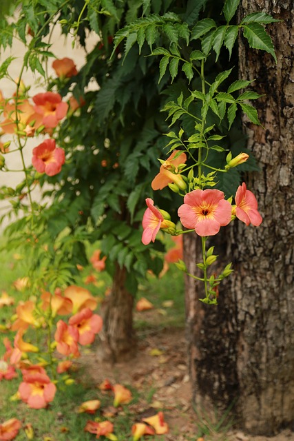 Campsis 蓝花楹树 花 - 上的免费照片