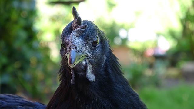 Ayam Cemani 鸡，母鸡， 自然 - 上的免费照片