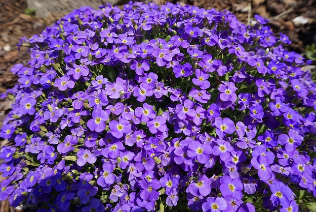 Aubrieta兰香牵牛 花朵 自然 - 上的免费照片