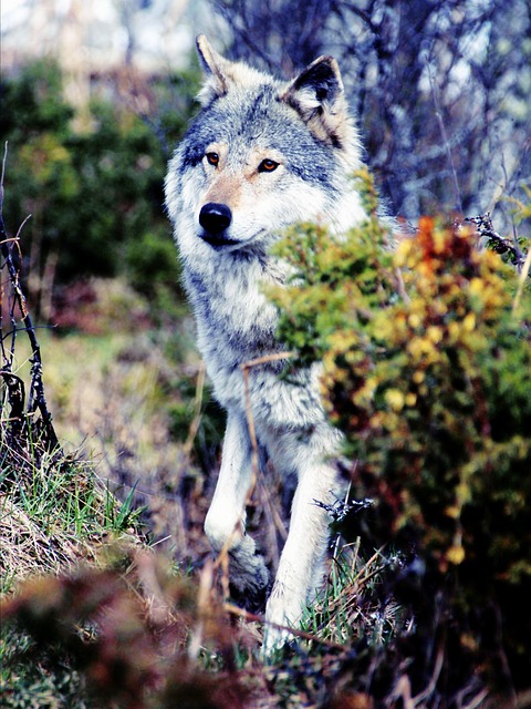狼 灰色的 荒野 - 上的免费照片