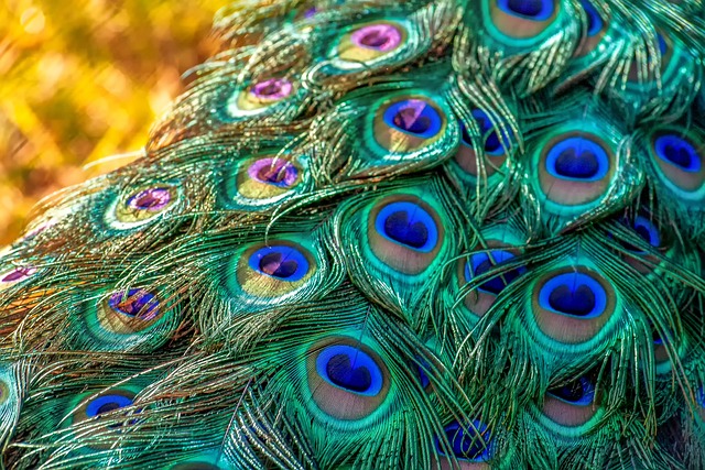 孔雀 孔雀羽毛 羽毛 - 上的免费照片