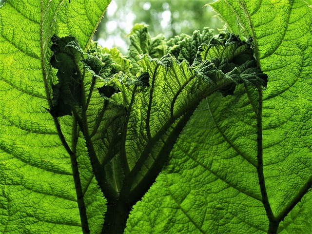 冈内拉 植物 叶子 - 上的免费照片