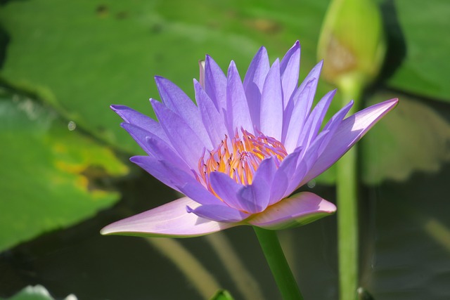 睡莲 水生植物 夏天 - 上的免费照片