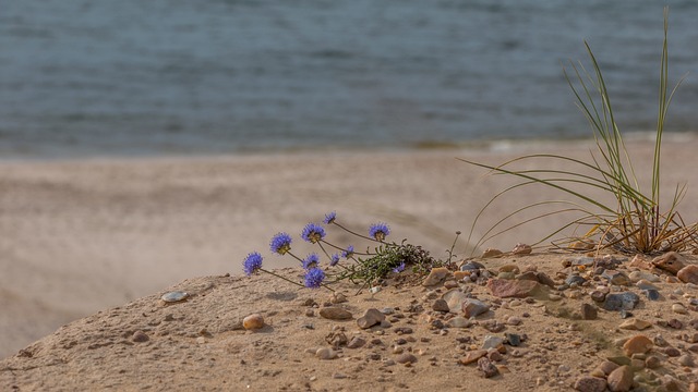 花 植物 海滩 - 上的免费照片