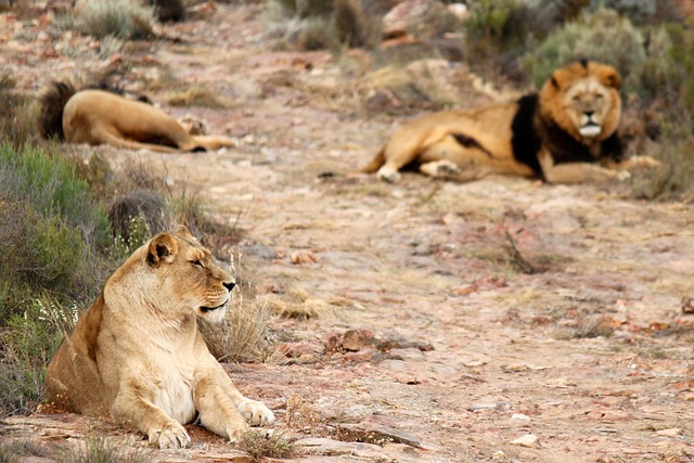 狮子 母狮 野生动物园 - 上的免费照片