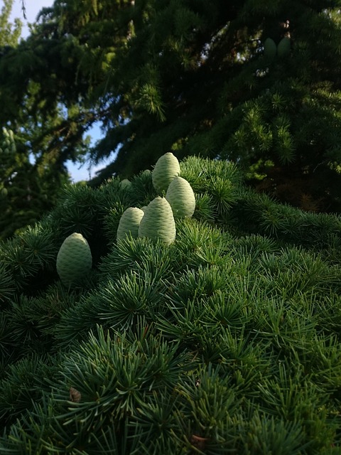 铁树 法鲁克 - 上的免费照片