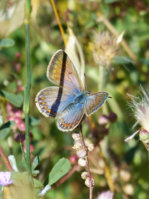 蝴蝶 蓝色和橙色的蝴蝶 Aricia Cramera - 上的免费照片