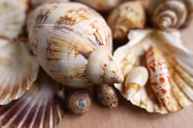 贝壳 软体动物 扇贝 - 上的免费照片