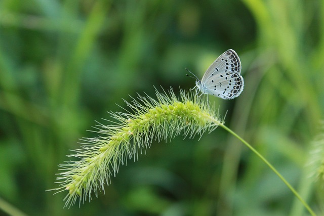 蝴蝶 白色的一种 昆虫 - 上的免费照片
