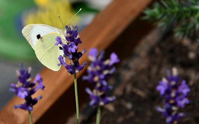 大菜粉蝶 蝴蝶 白色的 - 上的免费照片