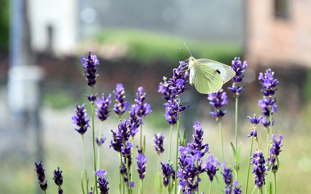 大菜粉蝶 蝴蝶 白色的 - 上的免费照片