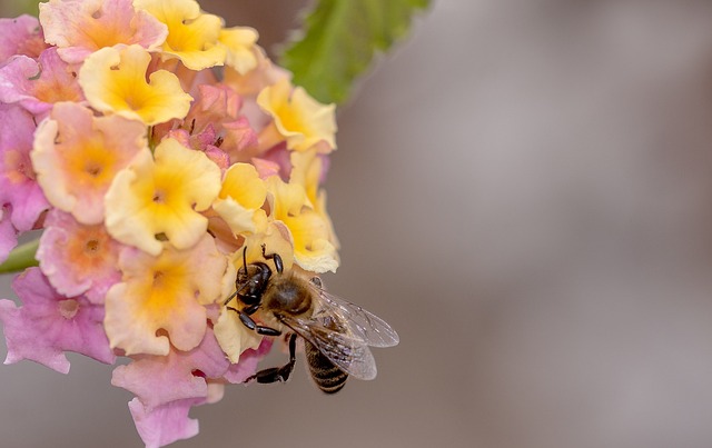 蜜蜂 昆虫 马鞭草 - 上的免费照片