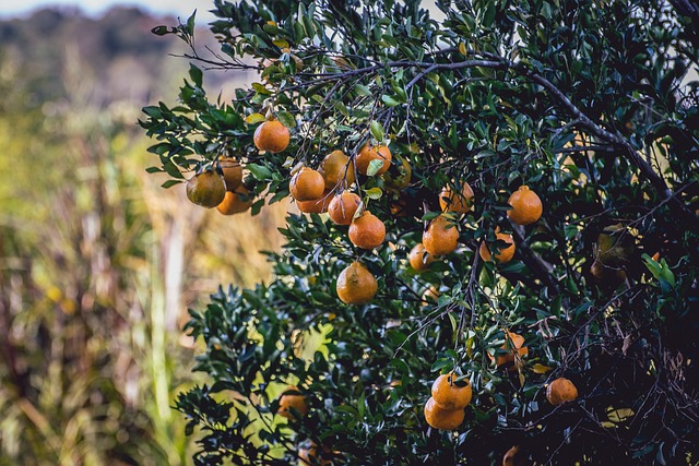 Mixirica 柑橘 厚的 - 上的免费照片