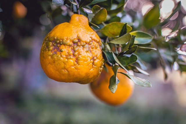 Mixirica 柑橘 厚的 - 上的免费照片