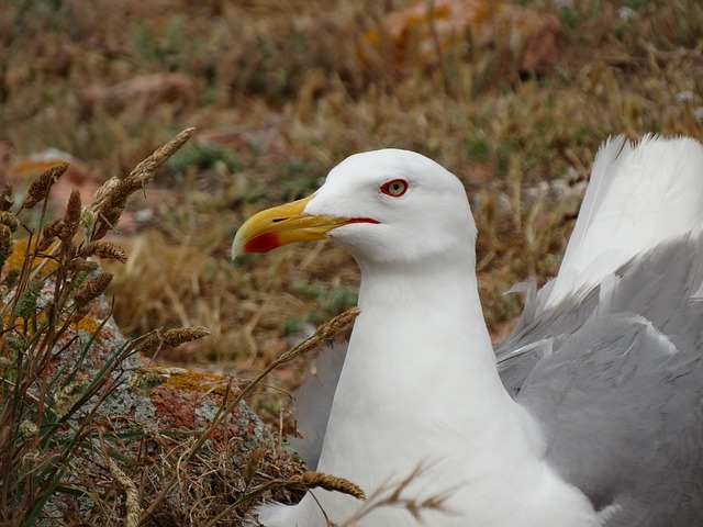 海鸥 Larus Michaellis 葡萄牙 - 上的免费照片