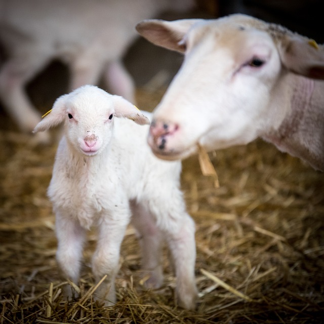 羊 农场动物 羊毛 - 上的免费照片