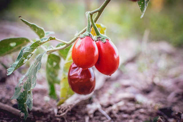 番茄 厚的 水果 - 上的免费照片