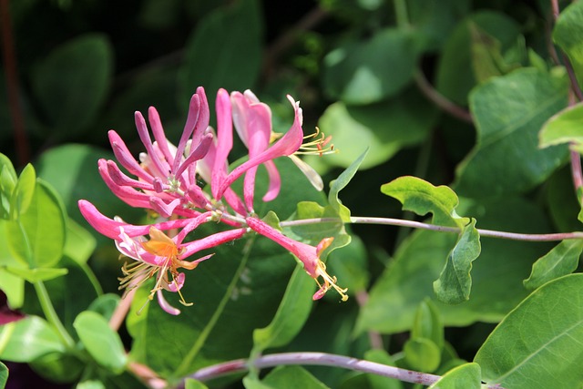 金银花 Honeysuckle珊瑚 履带板 - 上的免费照片