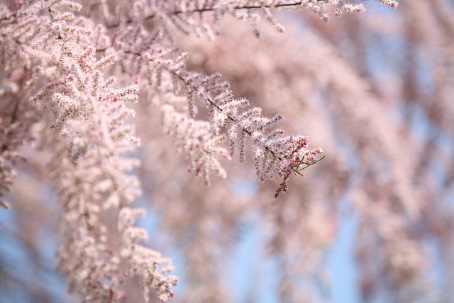 红柳 花绽放 粉色的 - 上的免费照片