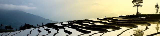 季节，倒水 移植水稻 少数民族 - 上的免费照片