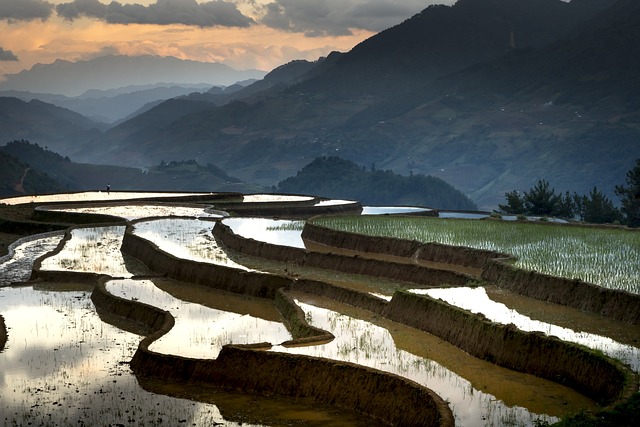 季节，倒水 移植水稻 少数民族 - 上的免费照片