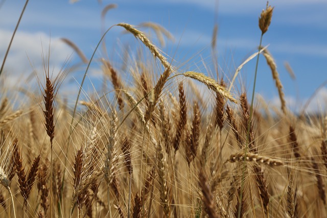 小麦 处女座 粮食 - 上的免费照片